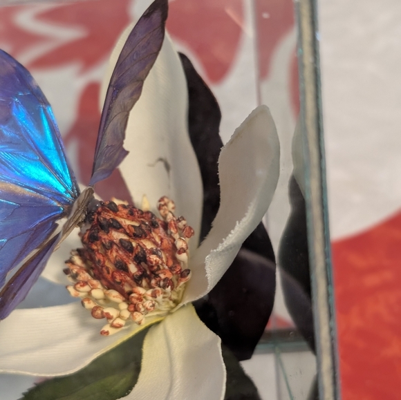 Butterfly Taxidermy Iridescent Blue Glass Dome - Picture 7 of 10